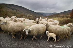Herding What does it mean