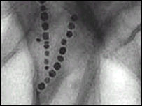 Magnet generated by bacteria
