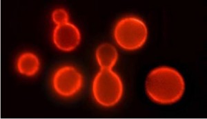yeast life was extended 10 times