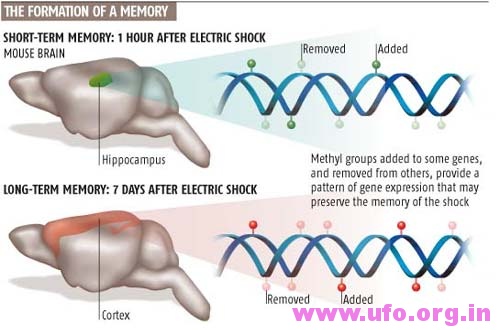 科学家们指出，记忆可通过DNA甲基化储存在你的DNA基因里
