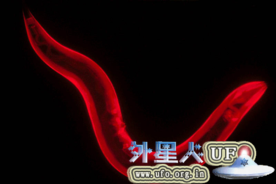 研究颠覆原有认识：自由基或促进生物体长寿