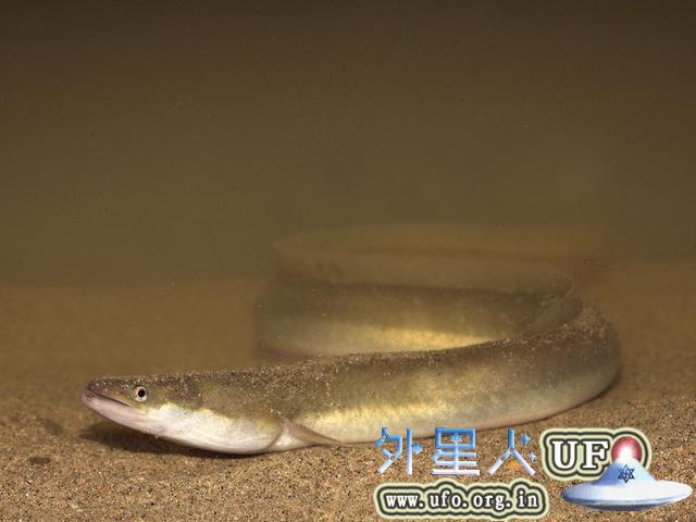 史上最长寿鳗鱼在瑞典去世 年龄已达150岁