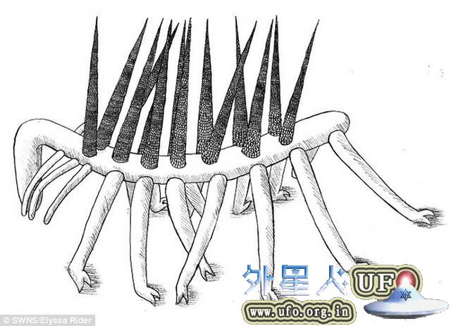 科学家找到天鹅绒虫五亿年前近亲的化石
