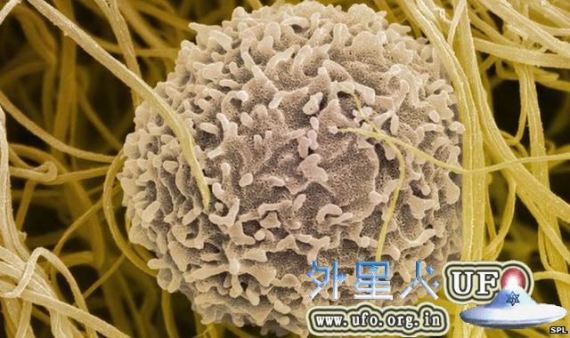 科学家首次在动物体内培育完整的器官组织