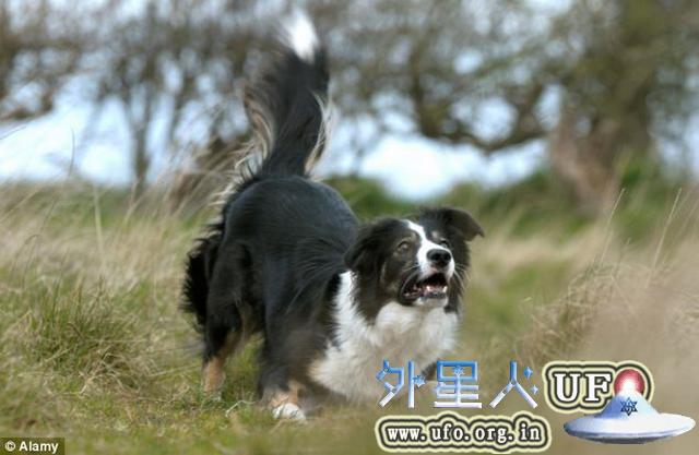科学家欲研发机器人牧羊犬 狗狗要失业了