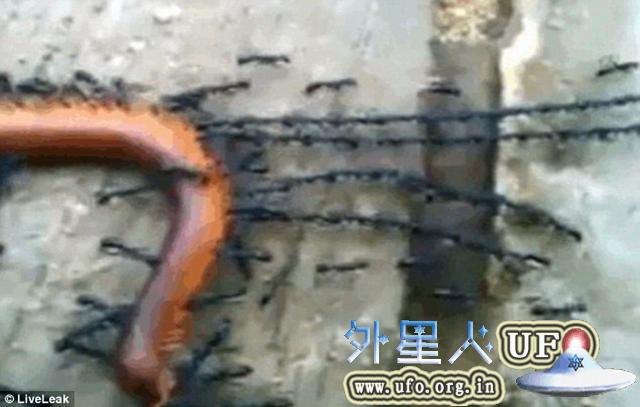 奇特蚂蚁首尾相连 共同托运大型猎物