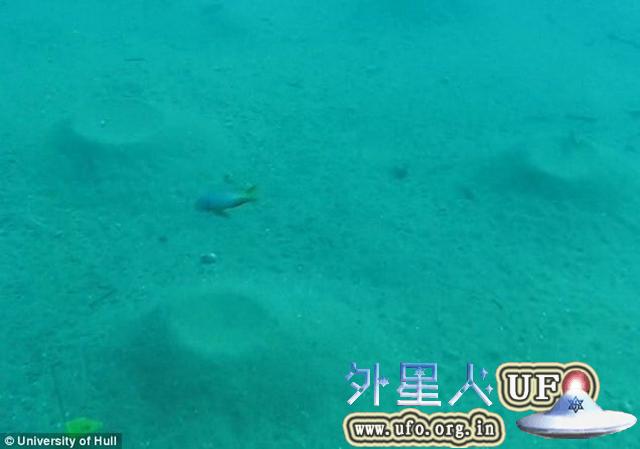 科学家在水下发现鱼类建造的神秘“建筑”