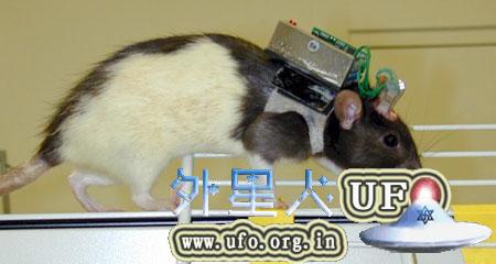 科学家利用电子芯片技术遥控瘫痪老鼠行走