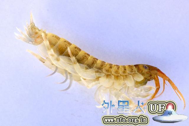 神秘生物入侵英国下水道