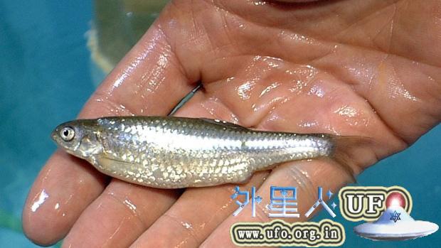 城市污水中的避孕药会致淡水生态崩溃