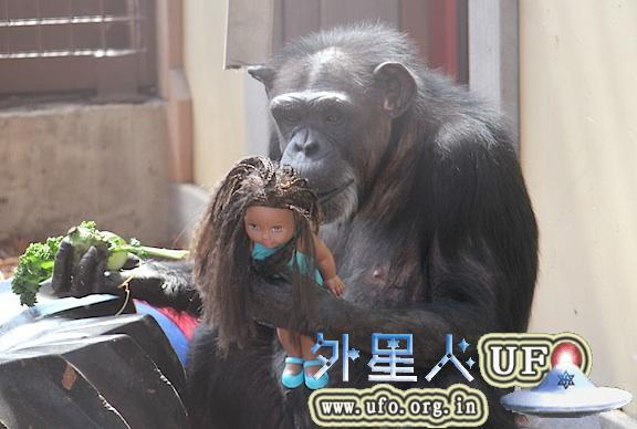 研究称：黑猩猩具有非常强烈的社交天性