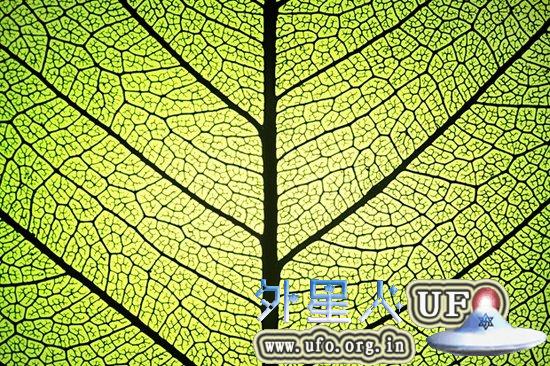 科学家计划通过人工光合作用创造氢燃料