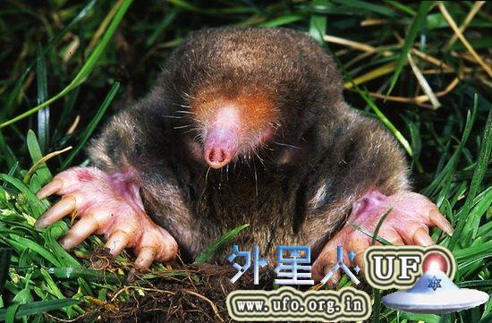 美国最新研究表明鼹鼠的嗅觉具有立体方位感
