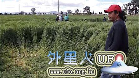 2014年12月25日圣诞日墨西哥麦田圈的图片