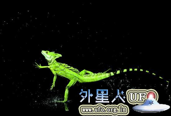 图为水面奔跑的绿双冠蜥(Basiliscus plumifrons////)，拍摄于哥斯达黎加。这种蜥蜴身长可以生长至60厘米以上，包含长尾巴在内。就是这位高手拥有高速旋转拍水的惊人脚功。 第1张