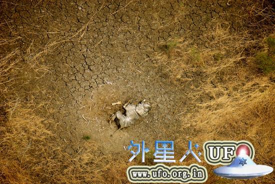 一只被猎杀的大象孤零零地躺在大地上。随着亚洲市场对象牙的需求量增大，大象偷猎和象牙走私越发猖獗。只有全面禁止贸易，才能停止对大象的杀戮。 第2张