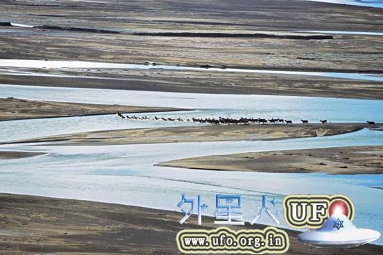 烟瘴挂峡谷的上下游都有大量的白唇鹿种群，尤其是峡谷以上100公里的通天河上游，这里大片平阔的河滩，是白唇鹿交配的场地。每年10月，有超过500只的白唇鹿在这里角斗、求偶、交配、嬉戏。角斗胜利的雄鹿，会得到几头母鹿的青睐——然后，它们就在这里交配，孕育生命。不过，失败的雄鹿也并不灰心丧气，它们会在来年重整旗鼓，再战一番。 第9张