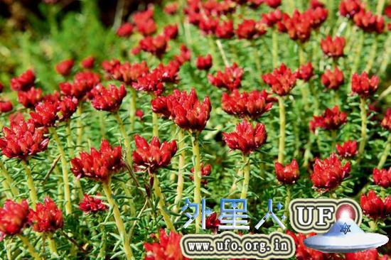 烟瘴挂峡谷外，一条不足1公里长的溪流两侧生长着数千株四裂红景天。现场考察的植物学家唐亚说，能见到如此密集的红景天，这在青藏高原地区十分罕见。 第16张