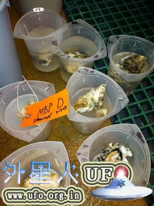 科学家研究了低饱和度海水对牡蛎幼体的影响。 第2张