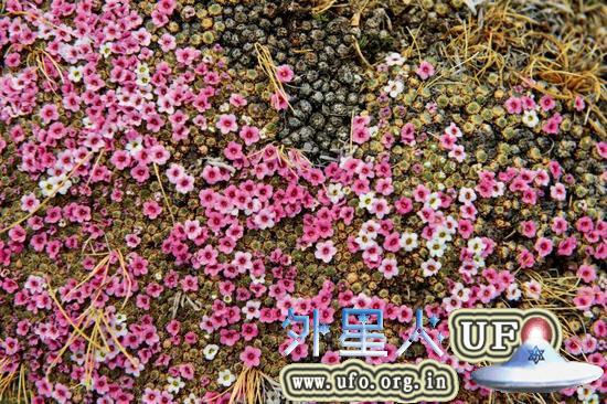 宽苞棘豆是一种多年生草本植物，为适应干旱缺水环境，它的茎缩得很短，甚至接近无茎。 第17张