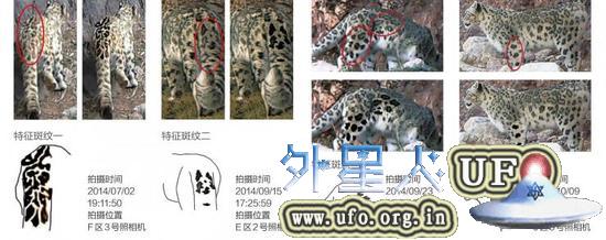 雪豹是国家一级保护动物，已被列入国际濒危野生动物红皮书。国际野生生物保护学会的专家乔治·夏勒博士几十年间足迹遍布中国新疆、青海、西藏等地，也没能成 功拍摄雪豹行踪。但是，“绿色江河”在烟瘴挂捕捉到了多只雪豹的行踪。雪豹皮毛图案具有唯一性，动物学家们据此可以对其进行个体识别。大小、形状、方向、 颜色不同的斑点，会在雪豹身上组成不同的图案。识别雪豹个体步骤大致如下：相同身体部位的照片或影像截图放在一起；选取身体同一部位，如靠近臀部的侧面、 前肢或正面尾部3个部位，这些部位的毛短，运动变化较小；利用两个或者更多部位确定主要、次要特征；用不同部位的照片，可根据时间和地点的关联性判断是否 为同一个体(制图／刘希丹)。 第13张
