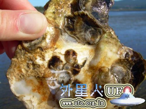 科学家发现贝类的生长受饱和度的影响。 第1张