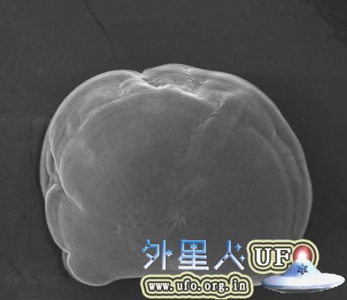 饱和度改变的条件下，两天大小的太平洋牡蛎幼体出现了生长异常。 第3张