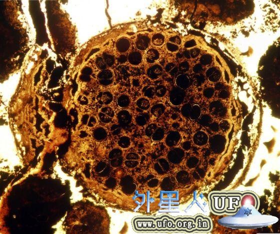 这个巨型球菌属标本中有不断增加的椭圆形结构，也被称为“套娃”，用以类比俄罗斯套娃。研究人员怀疑这些“套娃”可能是其生殖细胞。 第1张
