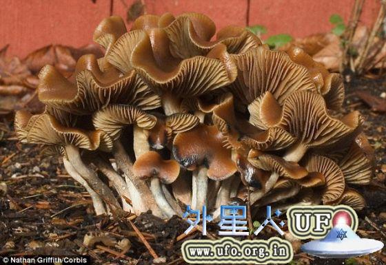 有些食用迷幻蘑菇的人说，他们可以品尝颜色、看到噪音或感觉到气味。这项新研究的负责人之一同时又是伦敦大学国王学院物理学家的埃克斯佩对生活科学网说：“食用迷幻蘑菇的人把那种心灵体验看作他们生命中最深刻的经历之一。即使和生孩子相比，它依然有这么大的影响。” 第2张