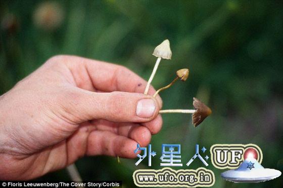 迷幻蘑菇引发生动的幻觉，常使颜色看上去好像达到饱和一样，令物体界线变得模糊不清。有些食用迷幻蘑菇的人说，他们经历了心灵体验 第3张