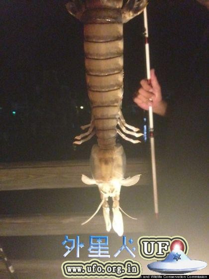 美一渔民捕获到近半米长“皮皮虾”
