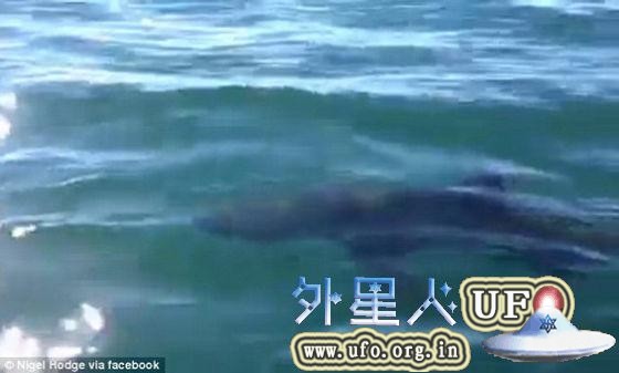 渔夫Nigel Hodge在法尔茅斯岸边拍下了这只鲨鱼，有些专家指出其形似大白鲨。 第1张