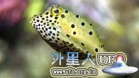 盒子鱼奇特的外形给了梅赛德斯公司以设计灵感。