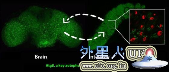 激活神经系统里的一种名叫AMPK的基因，可以诱使大脑和肠内发生自我吞噬的抗衰老细胞循环过程。激活肠内的AMPK，导致肠和大脑里的自我吞噬作用增强。马修-尤尔根莱特、大卫-沃克和加利福尼亚大学洛杉矶分校的同事们指出，衰老过程中的这种“各器官间”的通信能够大大延长果蝇的健康寿命。