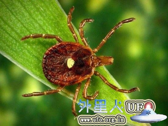 美洲钝眼蜱
