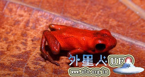 巴拿马发现箭毒蛙近亲，全身橘红色如小恶魔