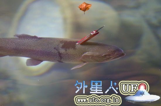 在瑞士蓝湖，一条鳟鱼的头后方插了一把红色的瑞士军刀，仍在水中游动。 第1张