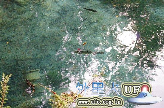 这名网友23日将这张“鳟鱼头上一把刀”的照片，上传到社交网站后，引起网友热烈讨论。 第2张