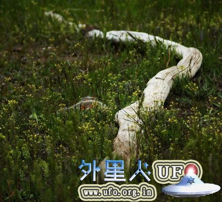 蛇还是树枝？ 第1张