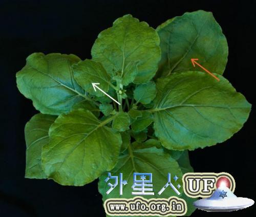 在发现了古代驯鹿粪便中的DNA病毒和RNA病毒之后，研究人员重组了DNA病毒的基因组，以检测其是否具有感染植物的能力。烟草本赛姆氏(Nicotiana benthamiana)品种在接种了古代DNA病毒之后，出现了感染的特征，分别位于接种的叶子(橙色箭头)和新长出的叶子(白色箭头)上。 第2张