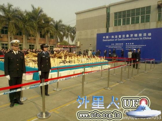 国家林业局的官方微博发布的象牙销毁现场照片。