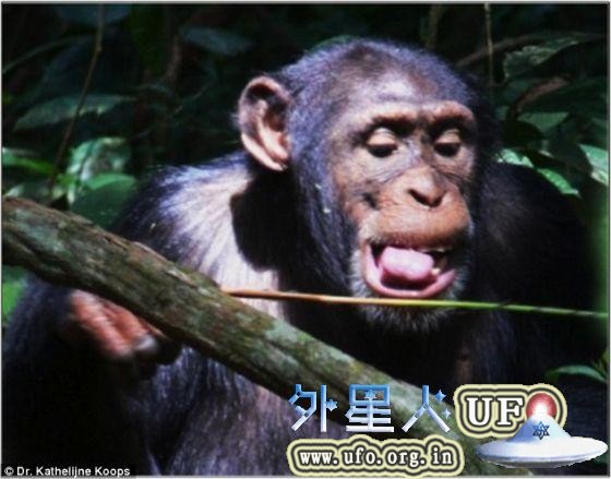 在几内亚的西非黑猩猩会四处寻找一种名为Alchornea hirtella的细长灌木的直状嫩枝，这是它们捕食带有侵略性的行军蚁（army ants）的理想工具。 第1张