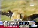 关键时刻20121220【全】