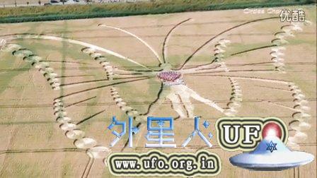 2015年7月9日荷兰Zierikzee麦田圈--蝴蝶人? 2015年7月9日荷兰Zierikzee麦田圈--蝴蝶人?