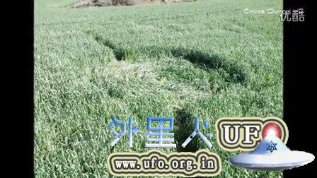 2015年8月5日巴西麦田圈(Coronel Vivida_ Paraná)的图片 2015年8月5日巴西麦田圈(Coronel Vivida_ Paraná)的图片