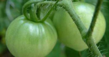 养生警惕：西红柿生姜 14种食物吃错送命