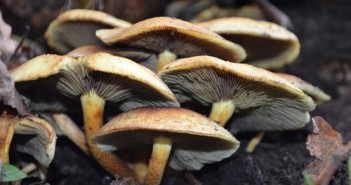 补钙促进钙吸收必须吃“红娘”食物