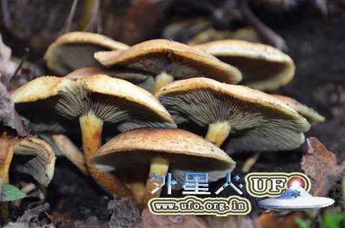 补钙促进钙吸收必须吃“红娘”食物的图片