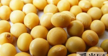 五大日常食物让胸部轻松长