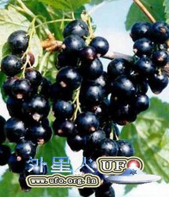 四种“养肾”水果 让你吃出美丽的图片 第1张 四种“养肾”水果 让你吃出美丽的图片 第1张